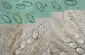 Attēlu rezultāti vaicājumam “Miladina lecithina”