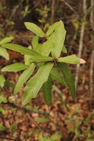 Attēlu rezultāti vaicājumam “Laurilia sulcata”