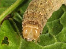 Attēlu rezultāti vaicājumam “Mniotype satura”