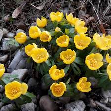 Attēlu rezultāti vaicājumam “Eranthis hyemalis”