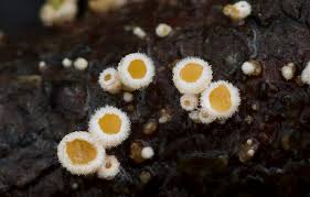 Attēlu rezultāti vaicājumam “Lachnellula willkommii”