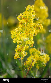 Attēlu rezultāti vaicājumam “Galium schultesii flower”