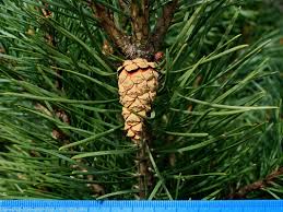 Attēlu rezultāti vaicājumam “Pinus sylvestris fruit”