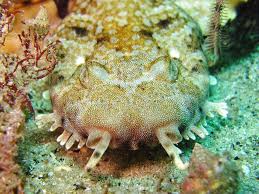 Image result for Wyndley NSC Snorkelling Club