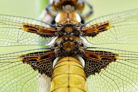 Attēlu rezultāti vaicājumam “Libellula depressa”