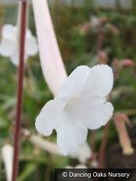 Image result for Sinningia