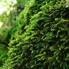 Attēlu rezultāti vaicājumam “Brachythecium rivulare”