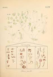 Attēlu rezultāti vaicājumam “Blasia pusilla”