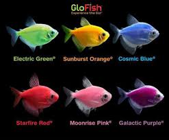 Image result for ikan