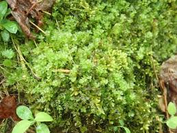 Attēlu rezultāti vaicājumam “Plagiomnium medium”