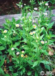 Attēlu rezultāti vaicājumam “Erigeron annuus leaf”