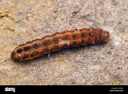 Attēlu rezultāti vaicājumam “Lycophotia porphyrea”