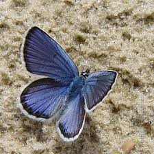 Attēlu rezultāti vaicājumam “Plebejus idas”