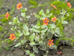 Image result for Anagallis arvensis