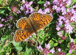 Attēlu rezultāti vaicājumam “Mellicta athalia upperside”