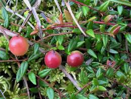 Attēlu rezultāti vaicājumam “Oxycoccus microcarpus”