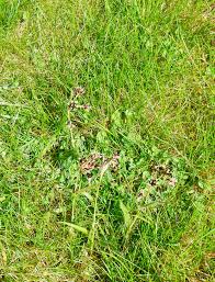 Attēlu rezultāti vaicājumam “Luzula campestris”