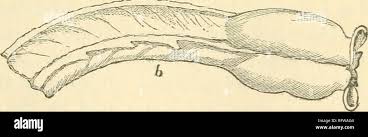Attēlu rezultāti vaicājumam “Didymium serpula young”