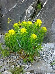 Attēlu rezultāti vaicājumam “Euphorbia palustris”