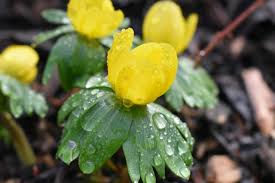 Attēlu rezultāti vaicājumam “Eranthis hyemalis”