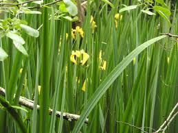 Attēlu rezultāti vaicājumam “Iris pseudacorus leaf”