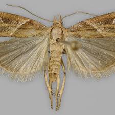 Attēlu rezultāti vaicājumam “Nyctegretis lineana”