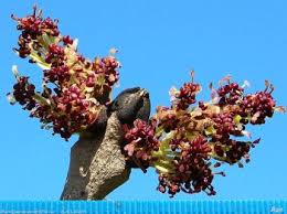Attēlu rezultāti vaicājumam “Fraxinus excelsior bud”