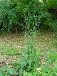 Attēlu rezultāti vaicājumam “Lapsana communis bud”