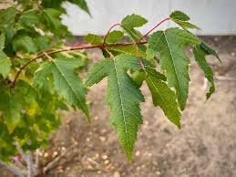 Attēlu rezultāti vaicājumam “Acer tataricum subsp. ginnala bud”