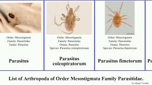 Attēlu rezultāti vaicājumam “Mesostigmata”