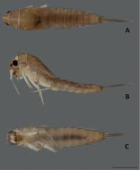 Attēlu rezultāti vaicājumam “Ephemeroptera larvae”