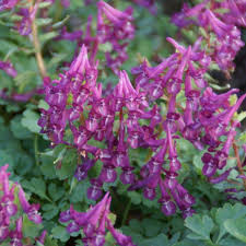 Attēlu rezultāti vaicājumam “Corydalis solida leaf”