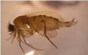 Attēlu rezultāti vaicājumam “Aphodius sp. imago”