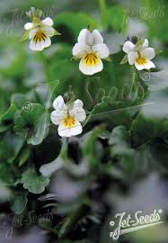 Attēlu rezultāti vaicājumam “Viola arvensis bud”