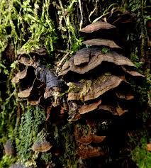 Attēlu rezultāti vaicājumam “Hymenochaete tabacina”