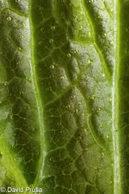 Attēlu rezultāti vaicājumam “Ribes nigrum leaf”