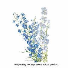 Attēlu rezultāti vaicājumam “Consolida regalis flower”