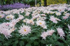 Image result for Chrysanthemum spectabile