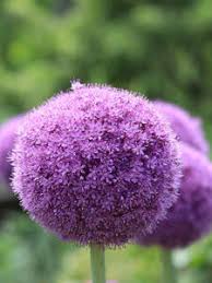 Image result for Zierlauch