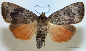 Attēlu rezultāti vaicājumam “Amphipyra”