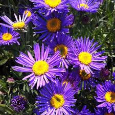 Image result for Aster alpinus