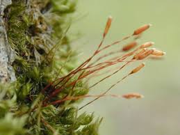 Attēlu rezultāti vaicājumam “Pylaisia polyantha sporophyte”