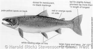 Image result for Salvelinus confluentus