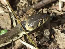 Attēlu rezultāti vaicājumam “Natrix natrix”