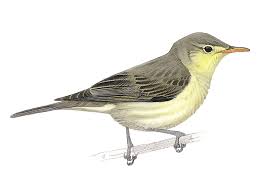 Attēlu rezultāti vaicājumam “Hippolais icterina adult”