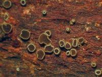 Attēlu rezultāti vaicājumam “Hyphodiscus hymeniophilus”