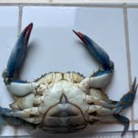 Image result for Callinectes sapidus