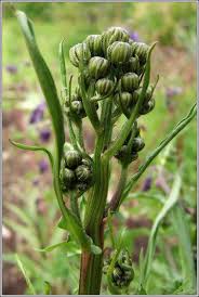 Attēlu rezultāti vaicājumam “Crepis biennis leaf”