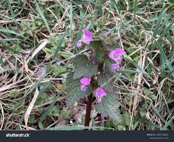 Attēlu rezultāti vaicājumam “Lamium amplexicaule leaf”