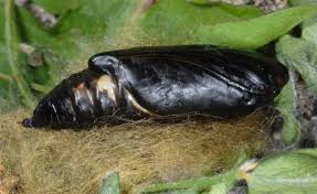 Attēlu rezultāti vaicājumam “Autographa pulchrina”